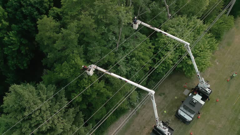 Best Arborist Consultation Services  in Franklin, VA